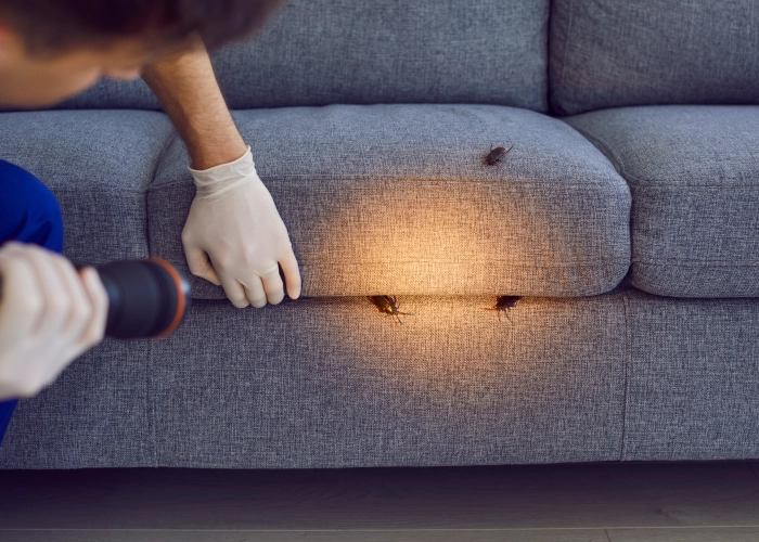 Tratamiento contra chinches en València 46001